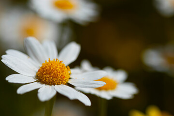 Fototapeta premium A close up macro lens image of a chamomile flower with details of stamens and petals. In the blurred background there are a few other daisies that are out of focus. Makes a scenic background image.