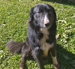 bernese mountain dog