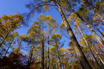 青空を背景に黄葉し始めたから林