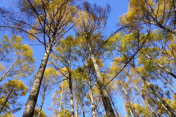 青空を背景に黄葉し始めたから林