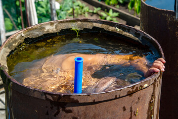 little diver dives in a barrel