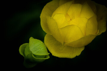 yellow flower on the black background