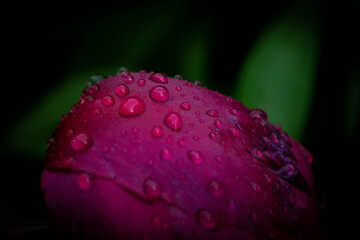 Red  peonies with raindrops after the rain