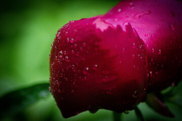 Red  peonies with raindrops after the rain