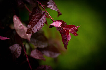 red leaf with water drops