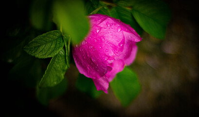 pink rose in the rain