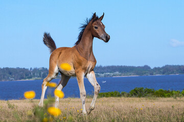 bay horse