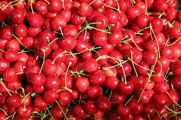 Orchard fresh picked cherries ready to eat.