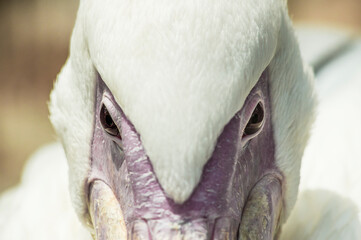 close-up of the eyes of a white Pelican