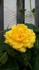 yellow rose on a window sill