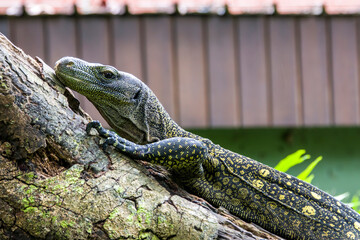 Salvadori's monitor (Varanus salvadorii) is one of the longest lizards in the world
It is an arboreal lizard with a dark green body marked with bands of yellowish spots.
