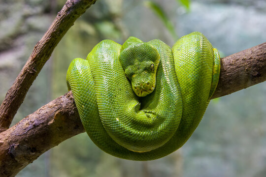 The green tree python (Morelia viridis) is a species of snake in the family Pythonidae. 
it is a bright green snake,  living generally in trees.