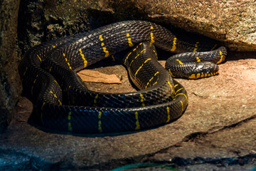 Mangrove snake (Boiga dendrophila) is a species of rear-fanged snake in the family Colubridae. The species is endemic to southeast Asia. It is one of the biggest cat snake species.