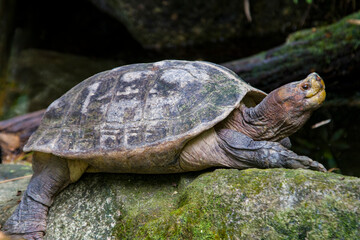The Giant Asian pond turtle (Heosemys grandis) inhabits rivers, streams, marshes, and rice paddies from estuarine lowlands to moderate altitudes through South East Asia  