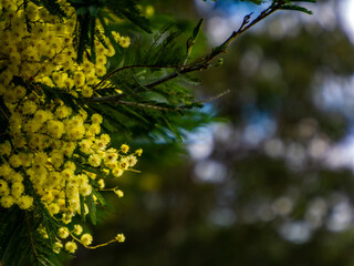 Wattle 
