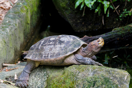 The Giant Asian pond turtle (Heosemys grandis) inhabits rivers, streams, marshes, and rice paddies from estuarine lowlands to moderate altitudes through South East Asia  