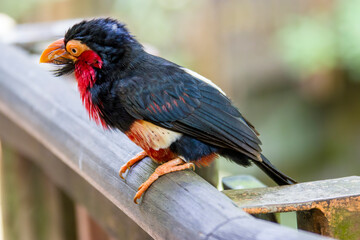 The bearded barbet (Lybius dubius) is an African barbet.
The barbets get their name from the bristles which fringe their heavy bills.
