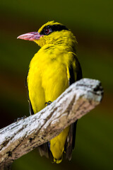 the closeup image of Black-naped oriole (Oriolus chinensis).
It is  a passerine bird in the oriole...