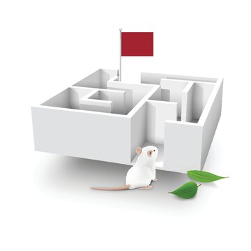 Rat Approaching A Maze