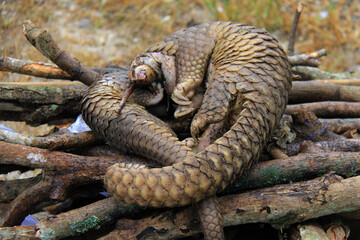Rescue of pangolins in Pekanbaru, Riau, Indonesia.