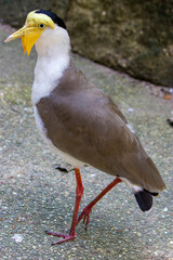 a Masked lapwing closeup image. It s a large, common and conspicuous bird native to Australia, particularly the northern and eastern parts of the continent, New Zealand and New Guinea. 