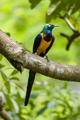 The golden-breasted starling (Lamprotornis regius)  is a medium-sized passerine in the starling family.
has a metallic green head and upper back, bright golden yellow breast and belly.