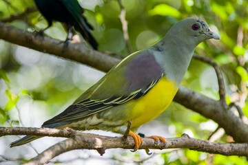 Bruce's green pigeon (Treron waalia) is a species of bird in the family Columbidae. 
A frugivore bird species that specialises on eating the fruits of a single species of fig tree, Ficus platphylla.