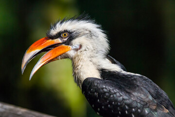 A male Von der Decken's hornbill.
It is a hornbill found in East Africa. 
It is found mainly in thorn scrub and similar arid habitats. 
The species shows sexual dimorphism