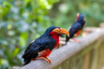 The bearded barbet (Lybius dubius) is an African barbet.
The barbets get their name from the bristles which fringe their heavy bills.