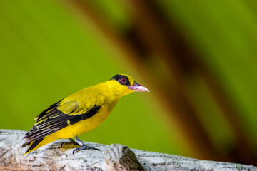 the closeup image of Black-naped oriole (Oriolus chinensis).
It is  a passerine bird in the oriole family that is found in many parts of Asia.   