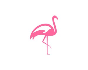 Flamingos run with shiny wings
