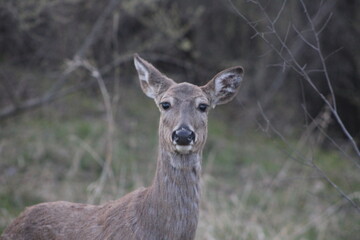 white tailed deer