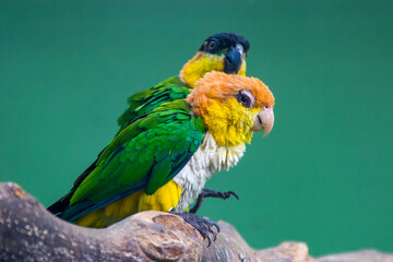 The green-thighed parrot (Pionites leucogaster) is a species of parrot in the family Psittacidae.
There is a Black-headed parrot standing behind.