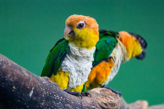 The green-thighed parrot (Pionites leucogaster) is a species of parrot in the family Psittacidae.
There is a Black-headed parrot standing behind.
