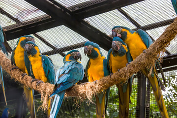 Obraz premium The blue-throated macaw (Ara glaucogularis; previously Ara caninde) is a macaw endemic to a small area of north-central Bolivia. This species was designated by law as a natural patrimony of Bolivia.