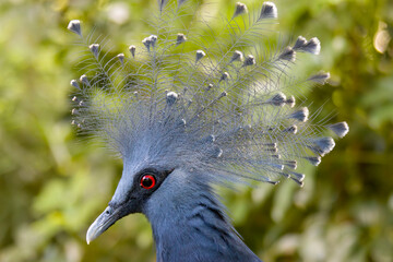 the head of Victoria crowned pigeon.
It  is a large, bluish-grey pigeon with elegant blue lace-like crests, maroon breast, and red irises.
Its name commemorates the British monarch Queen Victoria.