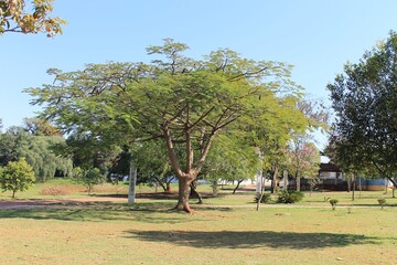 tree in the park