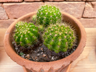 Small cactus in pot on shelf for the home decoration