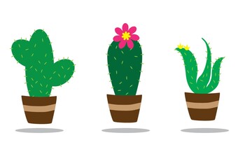 cactus plant in pot