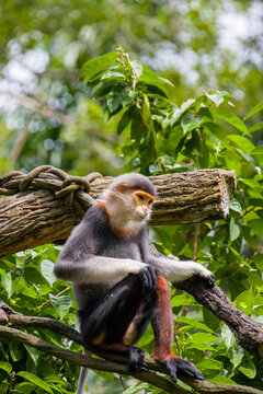 The red-shanked douc (Pygathrix nemaeus), s a species of Old World monkey, among the most colourful of all primates, an arboreal and diurnal monkey that eats and sleeps in the trees of the forest.