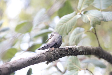 Colibrí en el bosque (Hummingbird in the forest)