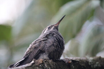 Colibrí en el bosque (Hummingbird in the forest) © Xavy