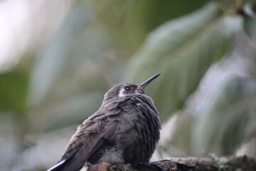 Colibrí en el bosque (Hummingbird in the forest) © Xavy
