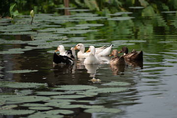 A group of duck is swimming in the black water of the lake