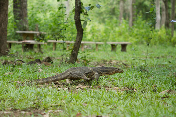 Varanus salvator on the ground