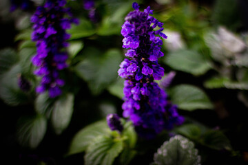 Obraz premium purple flowers in the morning