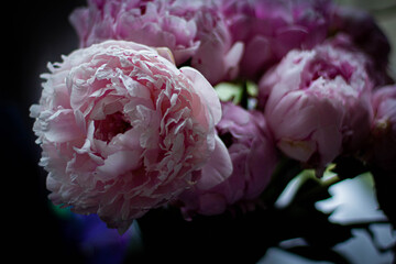 pink and white peonies 