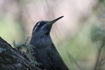 Colibrí en el bosque (Hummingbird in the forest) © Xavy