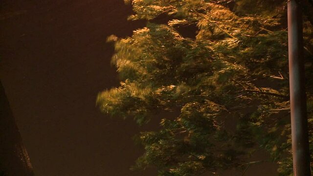 Hurricane Wind Blows Tree At Night - Saola