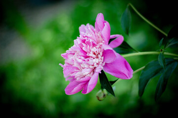 close up of a pink and white flower